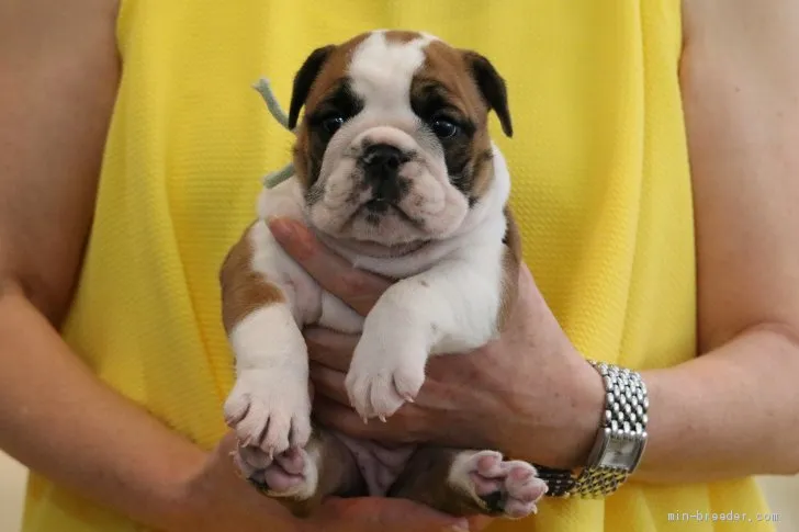 ID：1908-00586の子犬