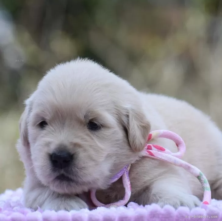 ID:2404-02816の子犬