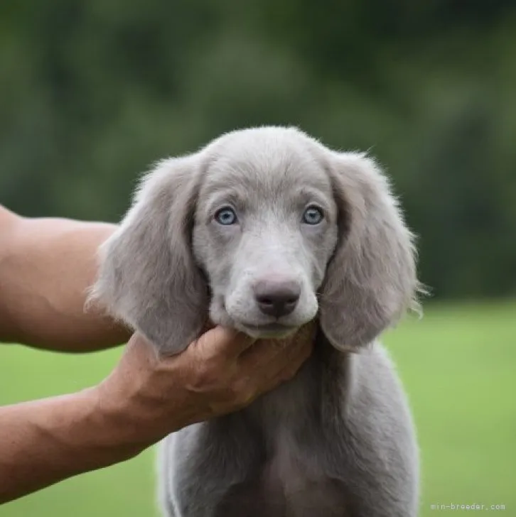 ID：2307-06715の子犬