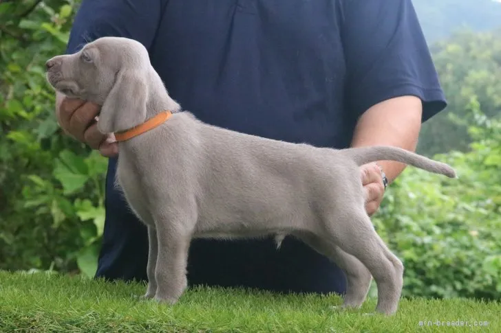 ID：1908-02635の子犬