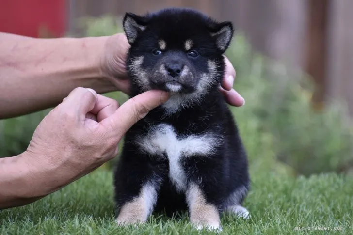 ID：2107-03822の子犬