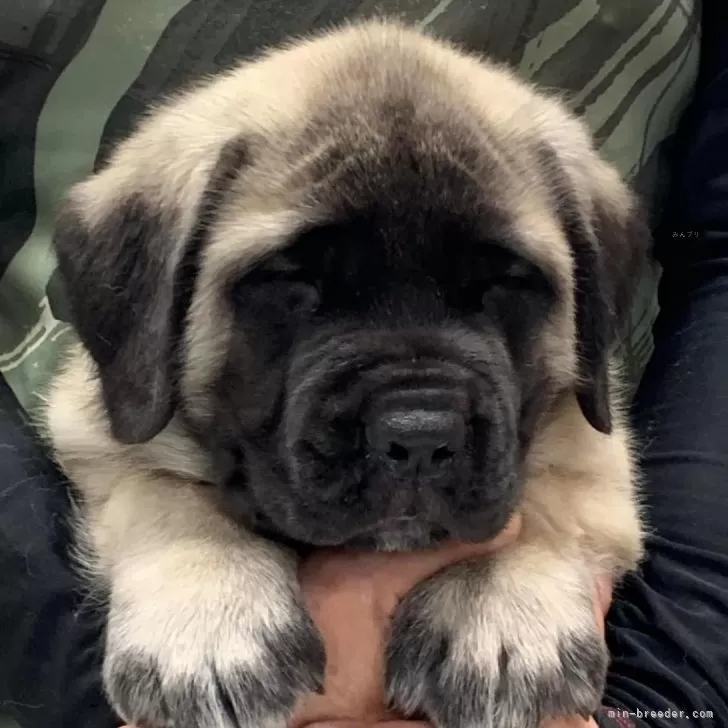 ID：2409-08258の子犬