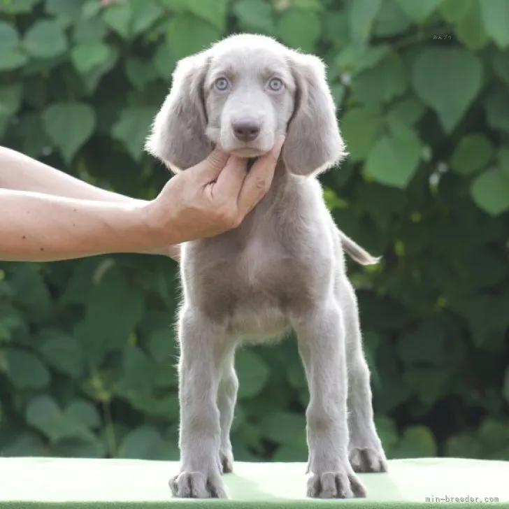 ID：2307-06717の子犬