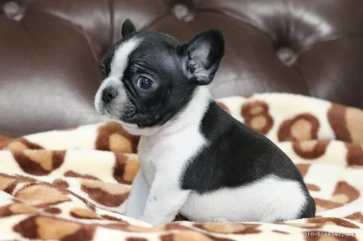 G 様のお迎えした子犬