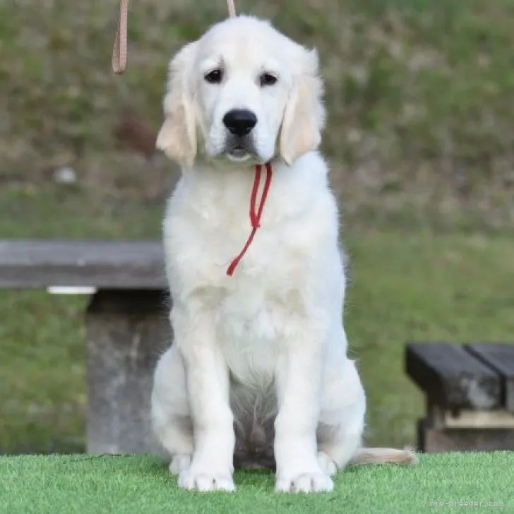 ハッピーママ 様のお迎えした子犬