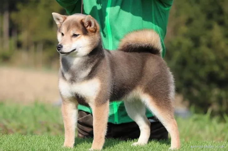 ID：1903-02342の子犬