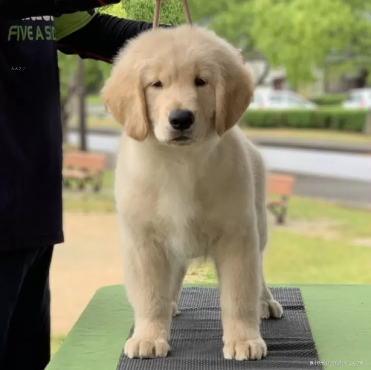 ID:2404-02883の子犬