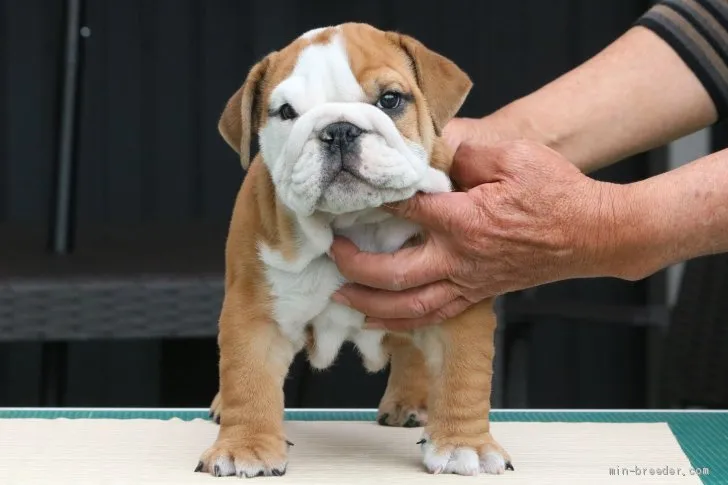 ID:2004-01238の子犬