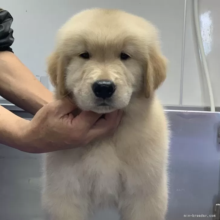 ID:2407-05614の子犬