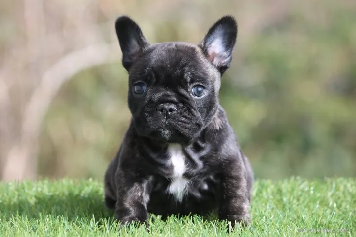 ID：2002-00943の子犬