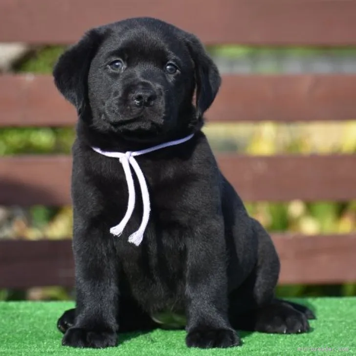 ID：2305-05062の子犬