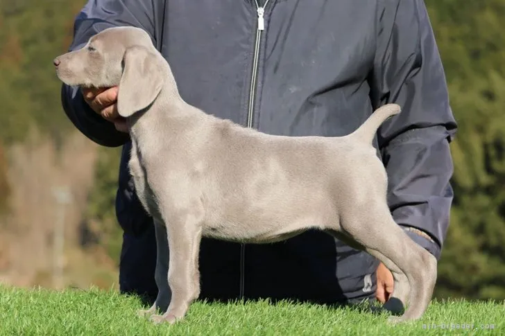 ソフィー 様のお迎えした子犬