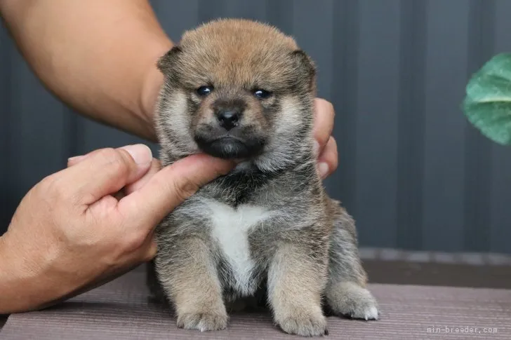 ID：2009-00696の子犬