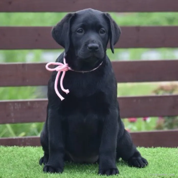 ID：2305-05060の子犬