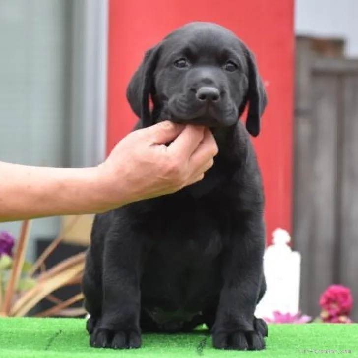 ID:2302-04162の子犬