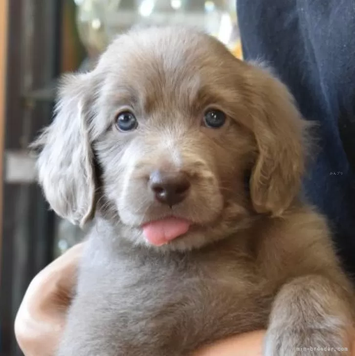 ID：2409-01925の子犬