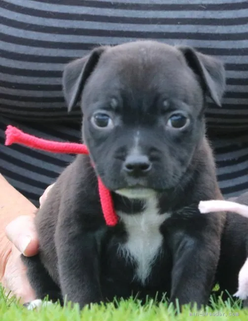 ID:1911-01005の子犬