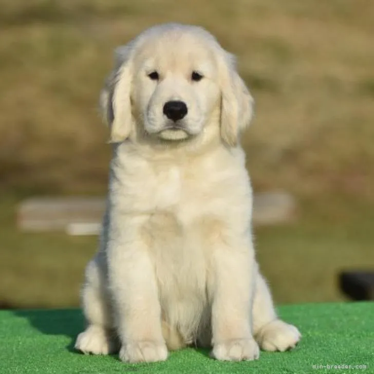 ID：2209-05042の子犬