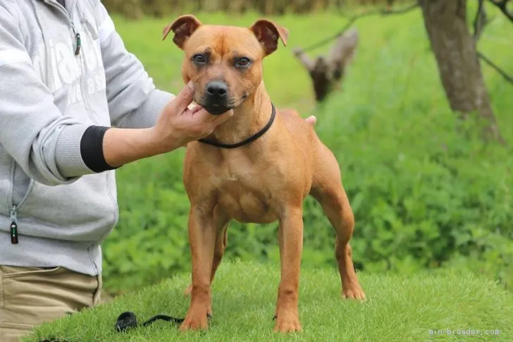 ID：1810-01730の子犬