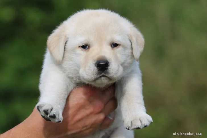 ID：1905-01698の子犬