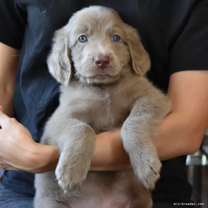 トッケン 様のお迎えした子犬