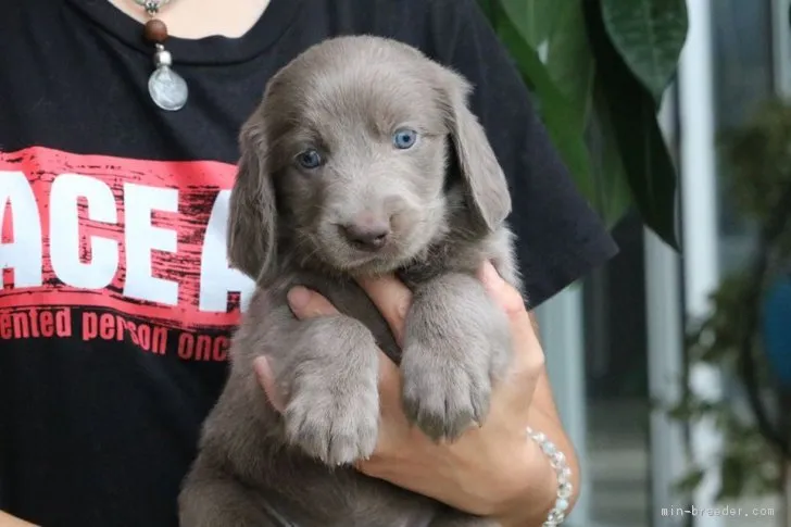 ID:1809-01239の子犬