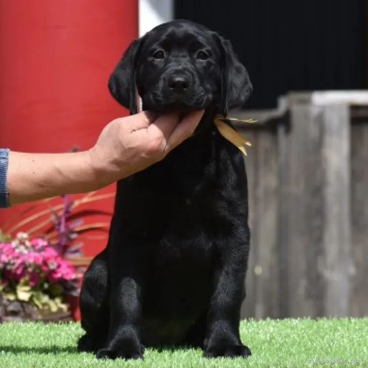 M.A 様のお迎えした子犬