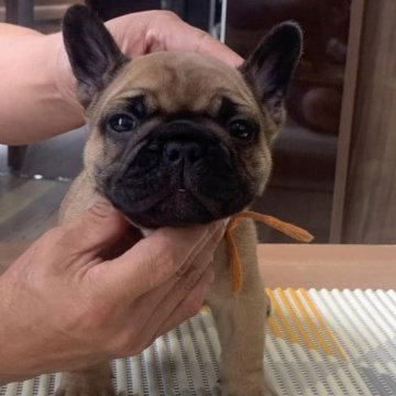 フレンチブルドッグ【三重県・男の子・2023年7月1日・フォーン】の写真「両親レッド一本の名血！！」