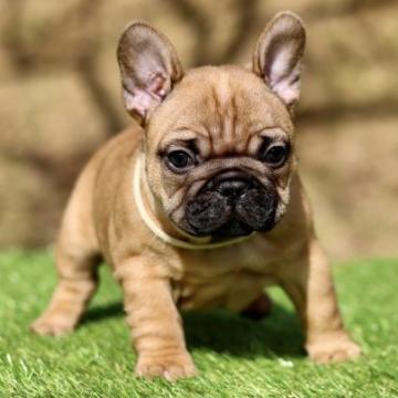 フレンチブルドッグ【三重県・男の子・2022年10月11日・フォーン】の写真「両親ノーマルから生まれた健全な子犬」