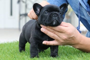 フレンチブルドッグ【三重県・男の子・2019年9月16日・ブリンドル】の写真「父ブリンドル母パイドの健全な男の子」