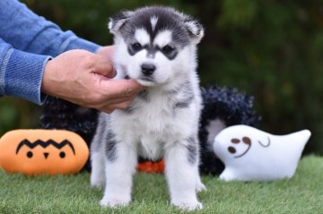 シベリアンハスキー【三重県・女の子・2021年9月29日・ブラック&ホワイト】の写真「骨量豊かな女の子」