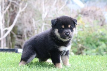 柴犬(標準サイズ)【三重県・女の子・2020年2月11日・黒】の写真「骨量抜群な女の子！！　」