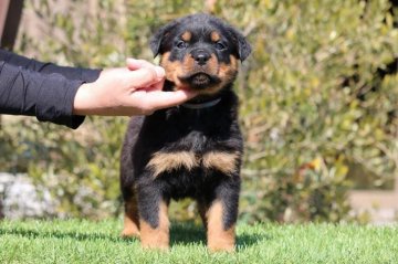 ロットワイラー【三重県・女の子・2019年1月12日・ブラック&タン】の写真「タンの綺麗な牝らしい表現の女の子」