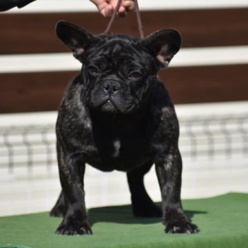 フレンチブルドッグ【三重県・女の子・2023年7月17日・ブリンドル】の写真「父JKCCH母JKCINTCH,GCH(MDA)"」