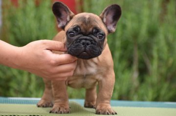 フレンチブルドッグ【三重県・男の子・2022年3月1日・フォーン】の写真「レッドフォーンの可愛い男の子」