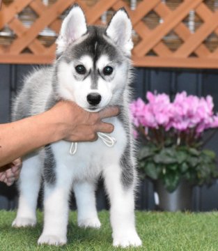 シベリアンハスキー【三重県・女の子・2021年9月29日・ブラック&ホワイト】の写真「頭部の素晴らしい女の子」