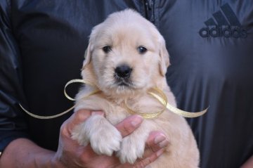 ゴールデンレトリバー【三重県・男の子・2021年4月6日・ゴールド】の写真「父遺伝子ノーマルから生まれた子犬たち」