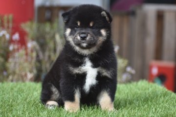 柴犬(標準サイズ)【三重県・男の子・2022年1月3日・黒】の写真「両親黒柴の名血から生まれた子犬」