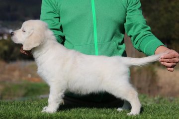 ゴールデンレトリバー【三重県・男の子・2019年1月14日・クリーム】の写真「性格おっとりさん可愛い男の子」