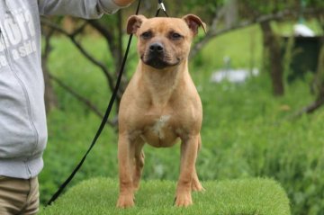 スタッフォードシャーブルテリア【三重県・男の子・2018年10月5日・レッド】の写真「骨量豊かで性格温厚」