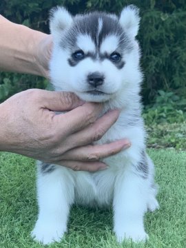 シベリアンハスキー【三重県・男の子・2021年9月29日・ブラック&ホワイト】の写真「骨量豊かなブラックの男の子」