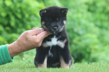 柴犬(標準サイズ)【三重県・女の子・2020年4月7日・黒】の写真「凛々しい黒柴の女の子」