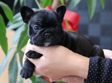 フレンチブルドッグ【三重県・女の子・2020年2月3日・ブリンドル】の写真「ダークなブリンドルに瞳が可愛い女の子！！」