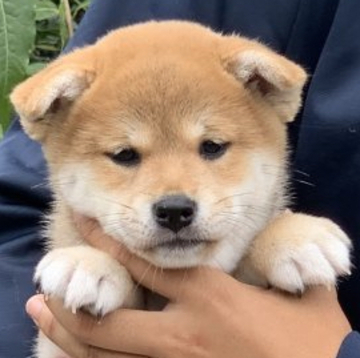 柴犬(標準サイズ)【三重県・女の子・2022年7月27日・赤】の写真「小ぶりな可愛い女の子❗️」