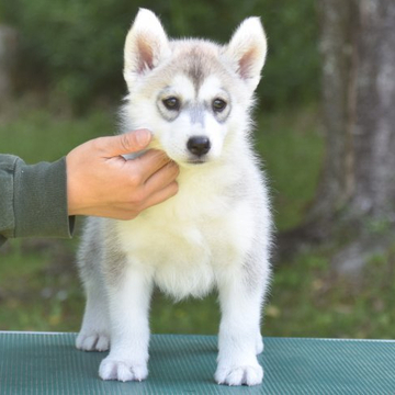 シベリアンハスキー【三重県・女の子・2022年4月13日・シルバー&ホワイト】の写真「両親遺伝子検査クリア」