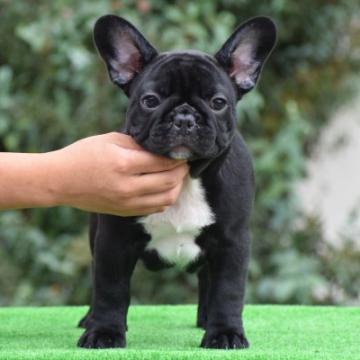 フレンチブルドッグ【三重県・女の子・2022年6月3日・ブリンドル&ホワイト】の写真「両親遺伝子検査クリア」