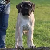 イングリッシュマスティフ【三重県・男の子・2024年2月4日・フォーン】の写真1