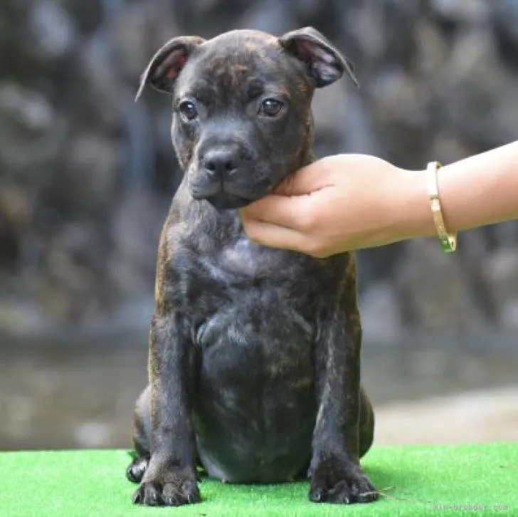 ID：2205-03943の子犬