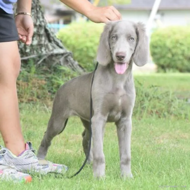 ID：2207-01656の子犬