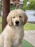 ゴールデンレトリバー【三重県・男の子・2024年3月20日・ゴールド】の写真3